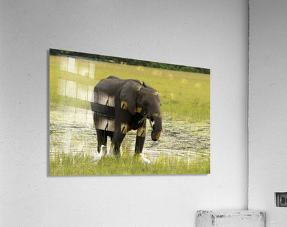 2728812 :: Acrylic Print