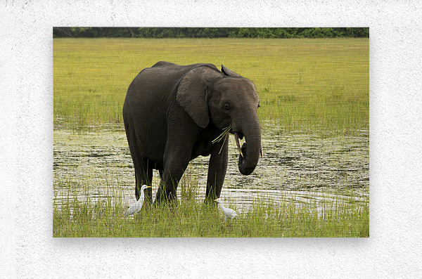 2728812 :: Brushed Metal Print