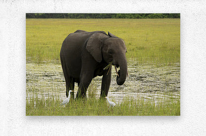 2728812 :: Brushed Metal Print
