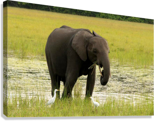 2728812 :: Giclée Stretched Canvas Print