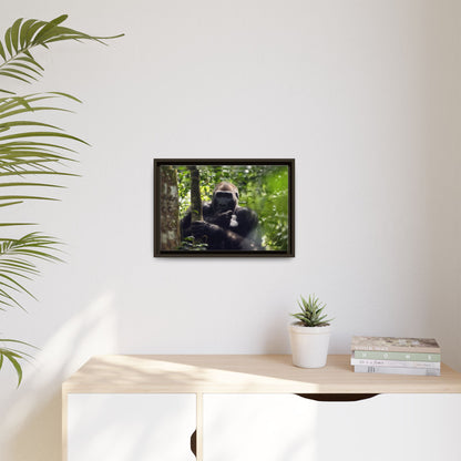Silverback Gorilla Framed Canvas Wall Art, Gabon Africa Wildlife Photography Print, Safari Animal Decor