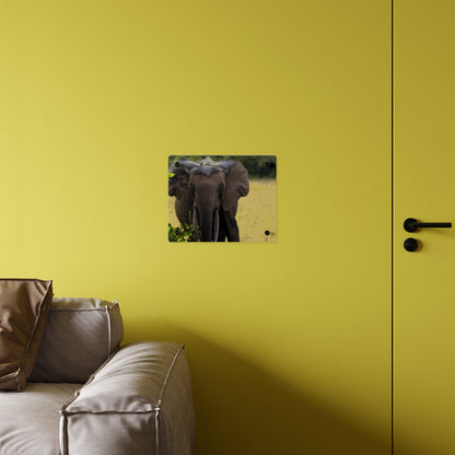 Forest Elephant Acrylic Wall Art, Gabon Wildlife Photo, African Safari Panel