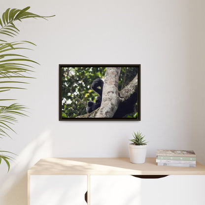 Baby Gorilla Wall Art, Gabon Wildlife Photo, Dozing in Tree Espresso Framed Canvas Print