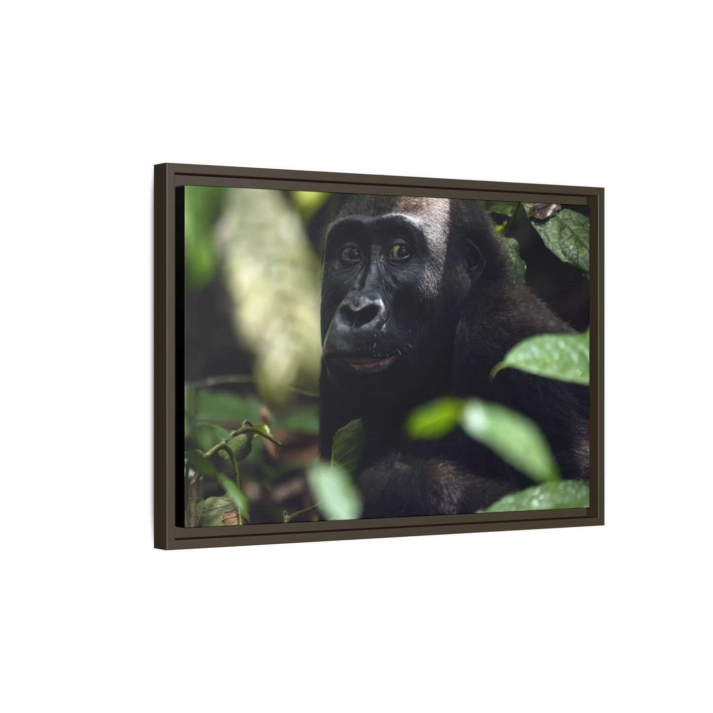 Female Gorilla Portrait Wall Art, Gabon Wildlife Photo, African Forest Espresso Framed Canvas Print