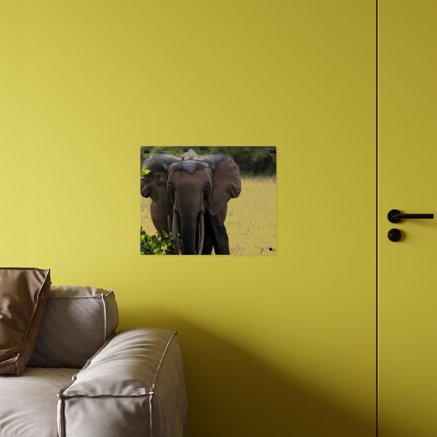 Forest Elephant Acrylic Wall Art, Gabon Wildlife Photo, African Safari Panel
