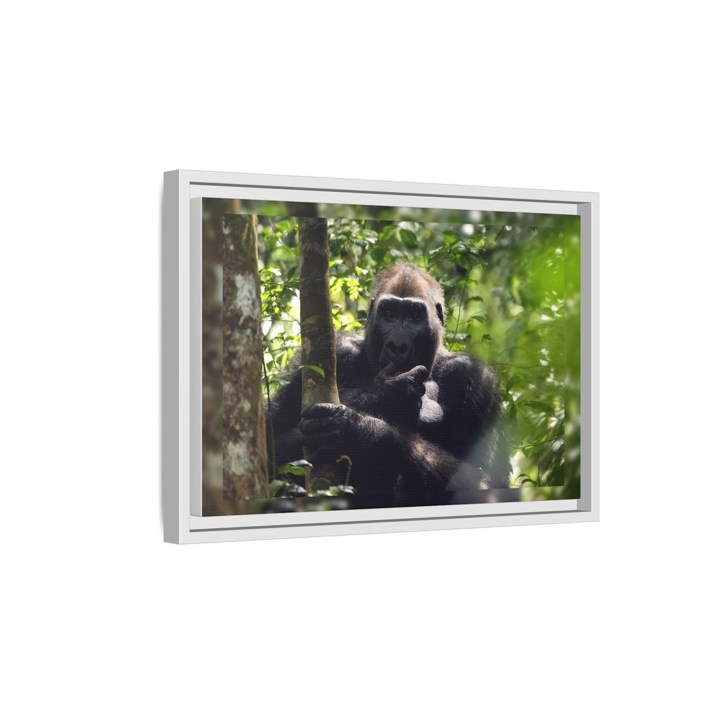 Silverback Gorilla Framed Canvas Wall Art, Gabon Africa Wildlife Photography Print, Safari Animal Decor