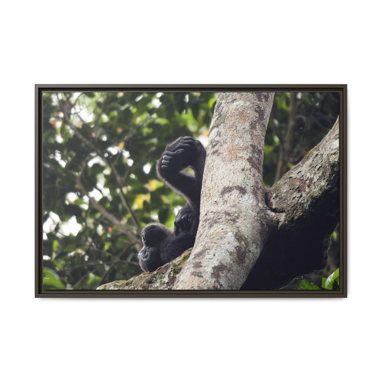 Baby Gorilla Wall Art, Gabon Wildlife Photo, Dozing in Tree Espresso Framed Canvas Print