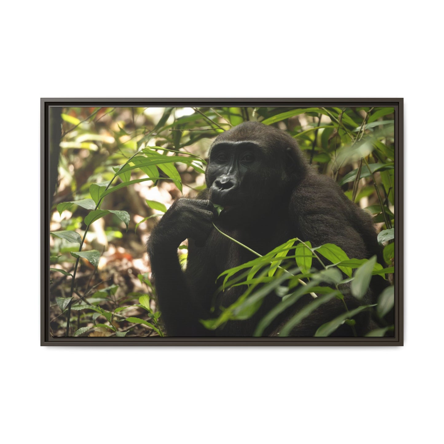 Male Gorilla Wall Art, Gabon Wildlife Photography, African Forest Espresso Framed Canvas Print