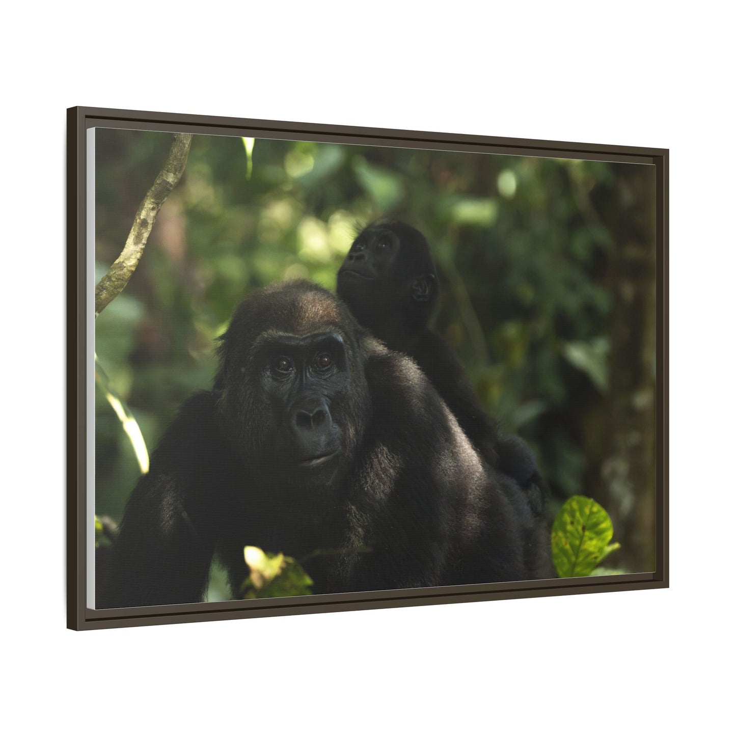 Gorilla Mother and Baby Wall Art, Gabon Wildlife Photo, African Forest Espresso Framed Canvas Print