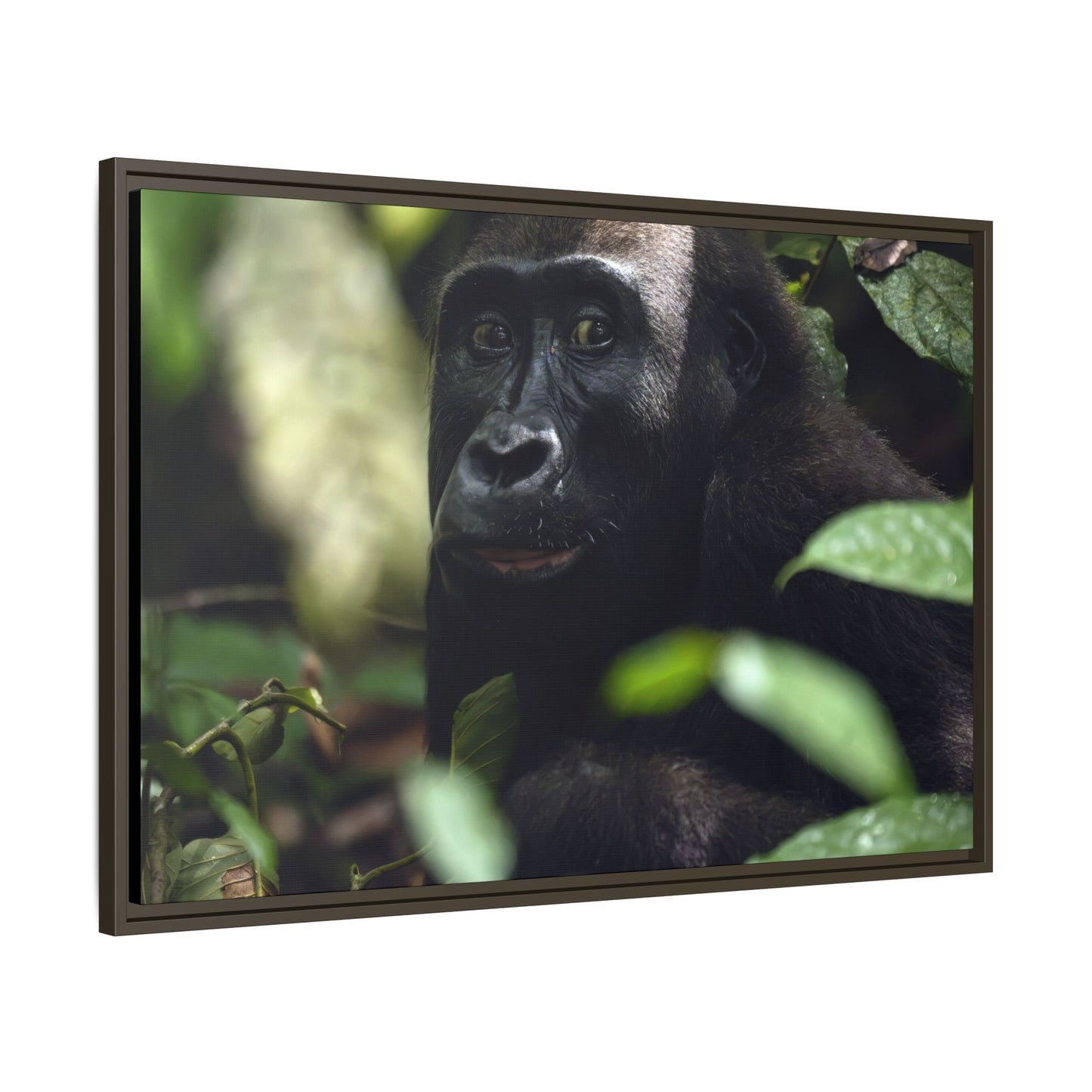 Female Gorilla Portrait Wall Art, Gabon Wildlife Photo, African Forest Espresso Framed Canvas Print