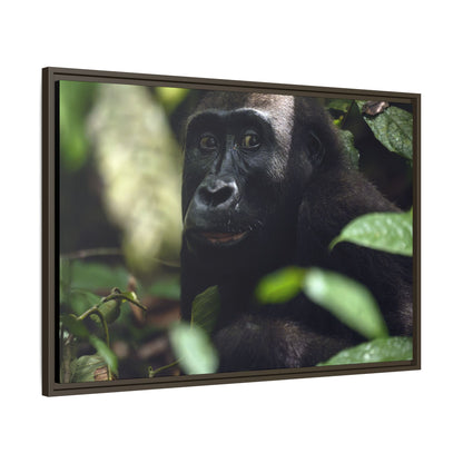 Female Gorilla Portrait Wall Art, Gabon Wildlife Photo, African Forest Espresso Framed Canvas Print