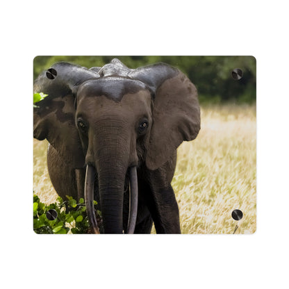 Forest Elephant Acrylic Wall Art, Gabon Wildlife Photo, African Safari Panel