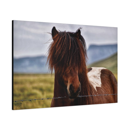 'Icelandic Pony' Iceland - Stretched Canvas