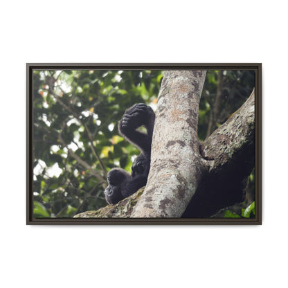 Baby Gorilla Wall Art, Gabon Wildlife Photo, Dozing in Tree Espresso Framed Canvas Print