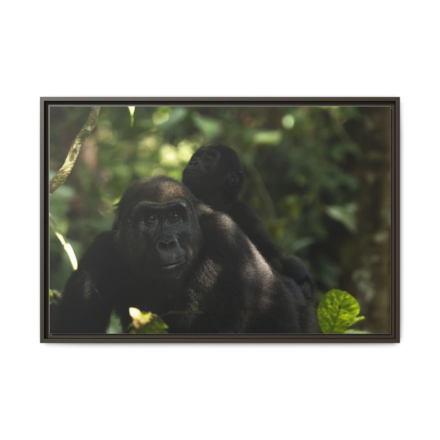 Gorilla Mother and Baby Wall Art, Gabon Wildlife Photo, African Forest Espresso Framed Canvas Print