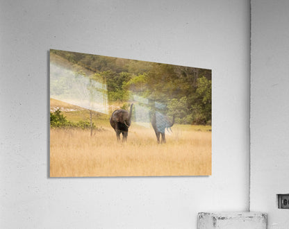 2728813 :: Acrylic Print