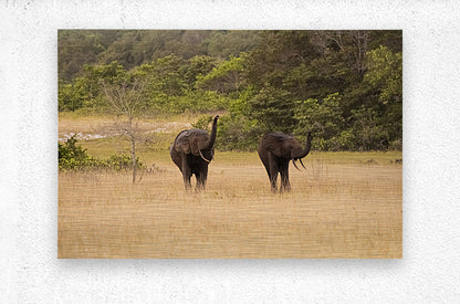 2728813 :: Brushed Metal Print