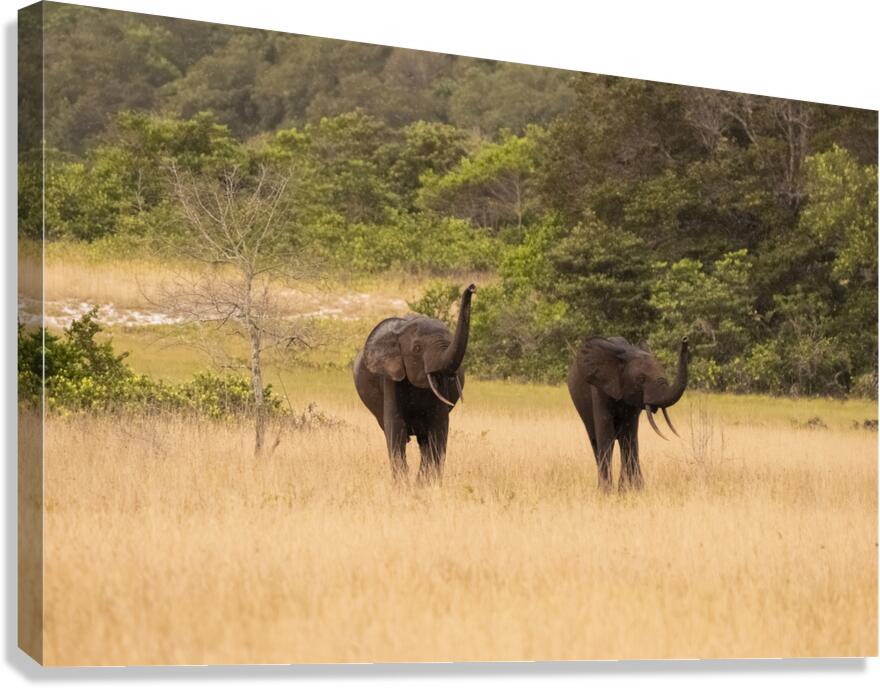 2728813 :: Giclée Stretched Canvas Print