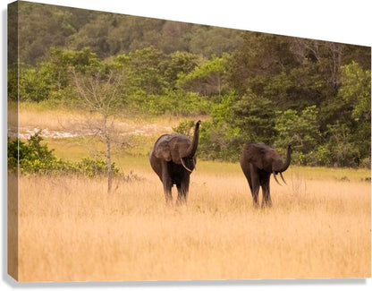 2728813 :: Giclée Stretched Canvas Print