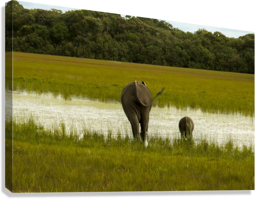 2728814 :: Giclée Stretched Canvas Print