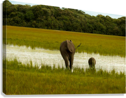 2728814 :: Giclée Stretched Canvas Print
