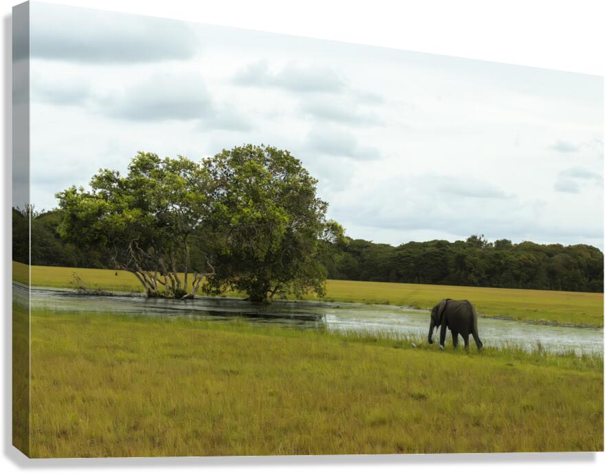 2728811 :: Giclée Stretched Canvas Print