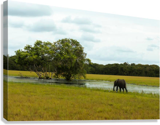 2728811 :: Giclée Stretched Canvas Print
