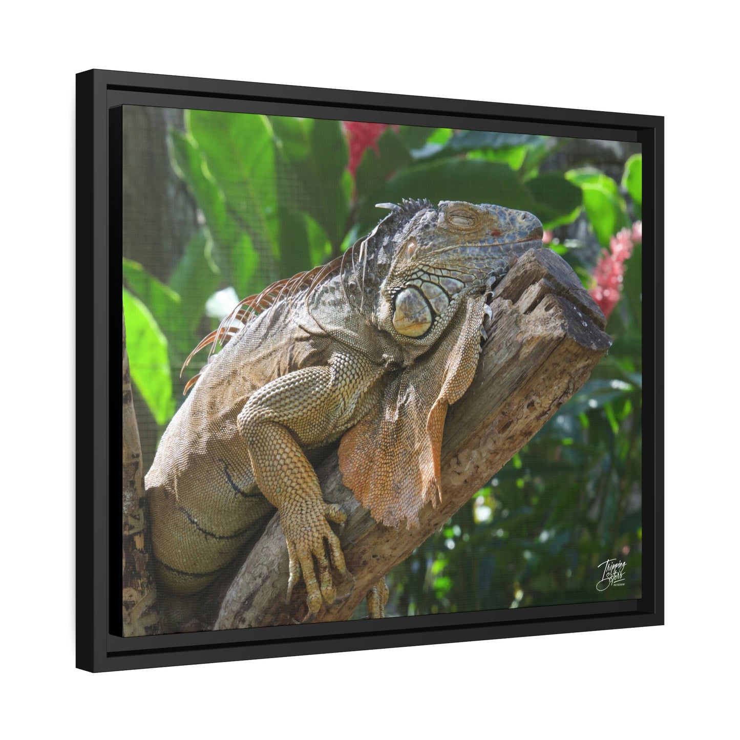 'Lounging' in Jamaica - Gallery Framed Canvas Wrap