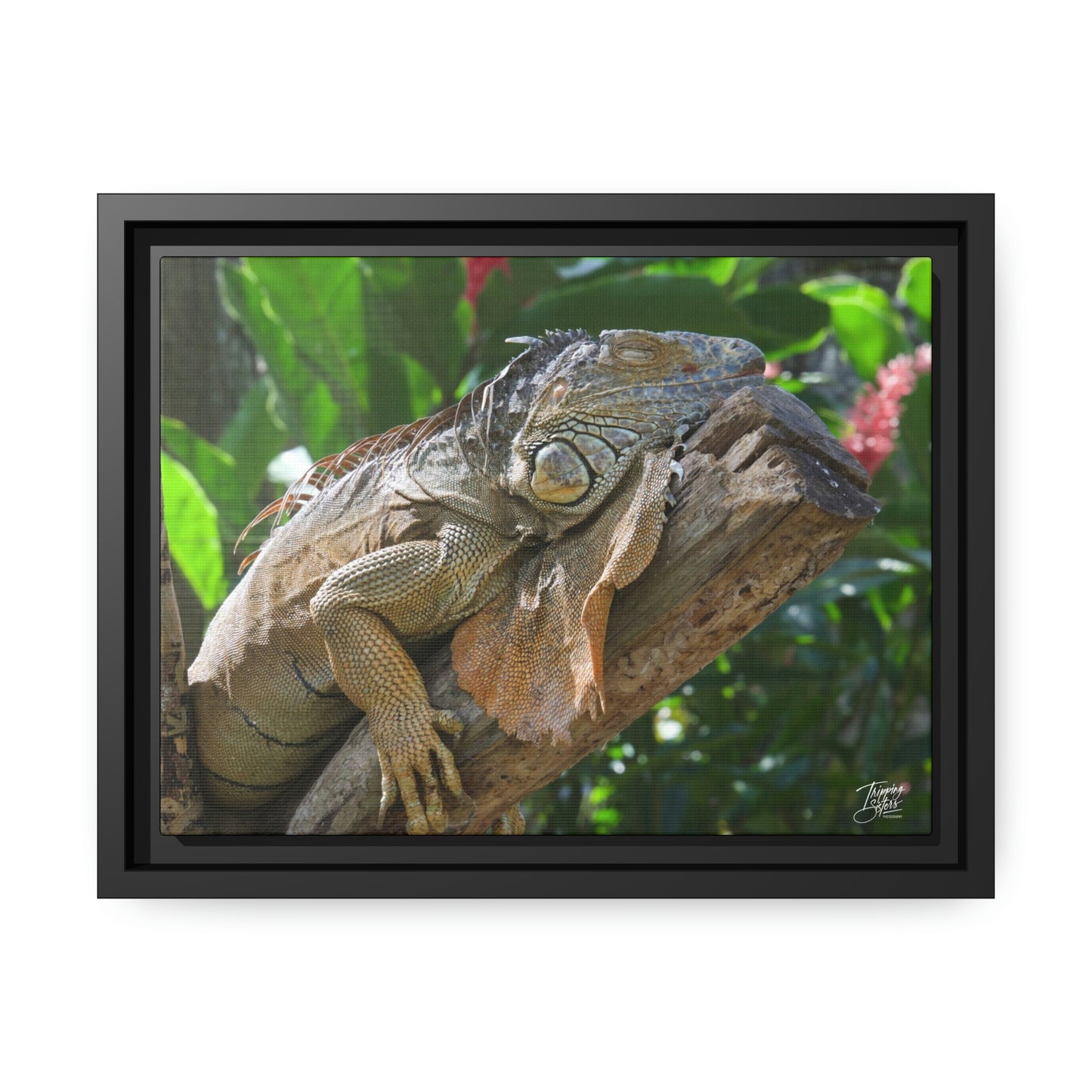 'Lounging' in Jamaica - Gallery Framed Canvas Wrap